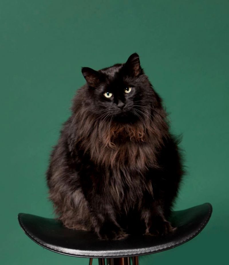 Толстый черный сибирский кот