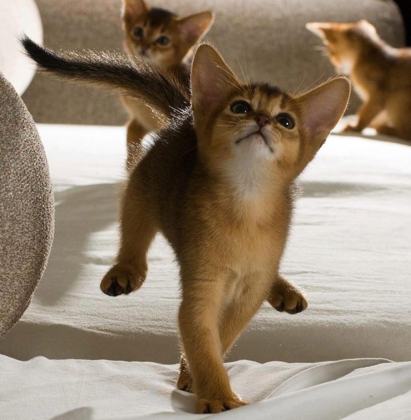 Три абиссинских котенка играют на диване