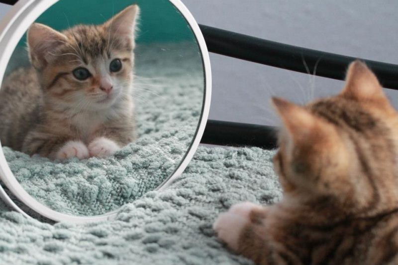 Удивленный котенок смотрится в зеркало