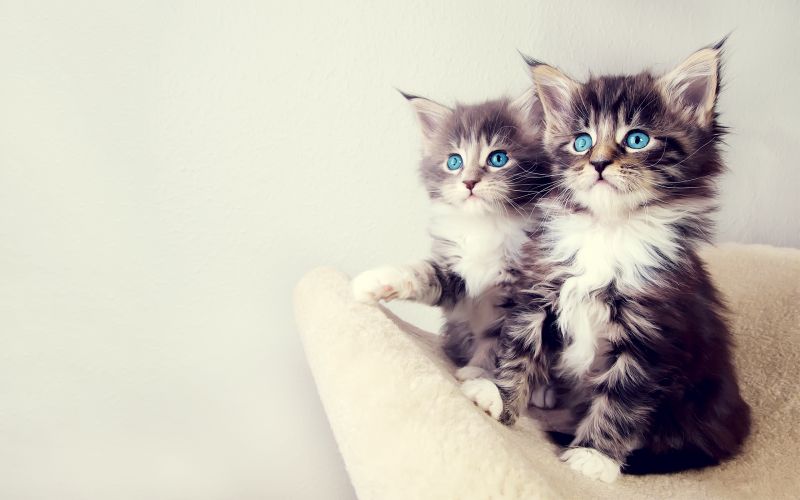 Два пушистых серых котёнка