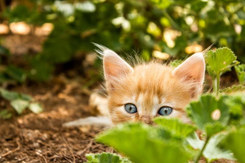 Рыжий котёнок охотится в лесу