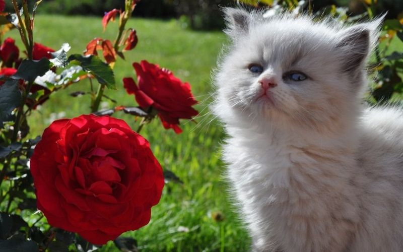 Пушистый серый котёнок около куста роз