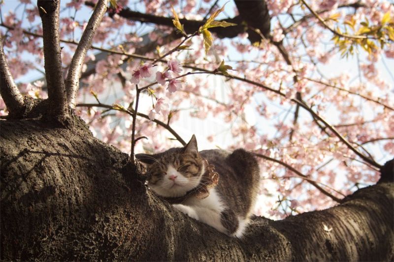 Кот спит на вишнёвом дереве