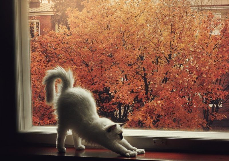 Сиамский котёнок потягивается на фоне осеннего дерева