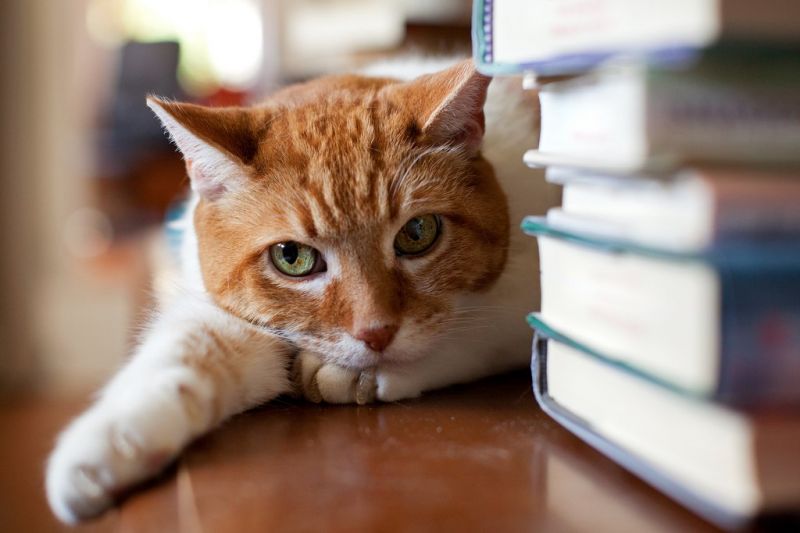 Грустный рыжий кот с книгами