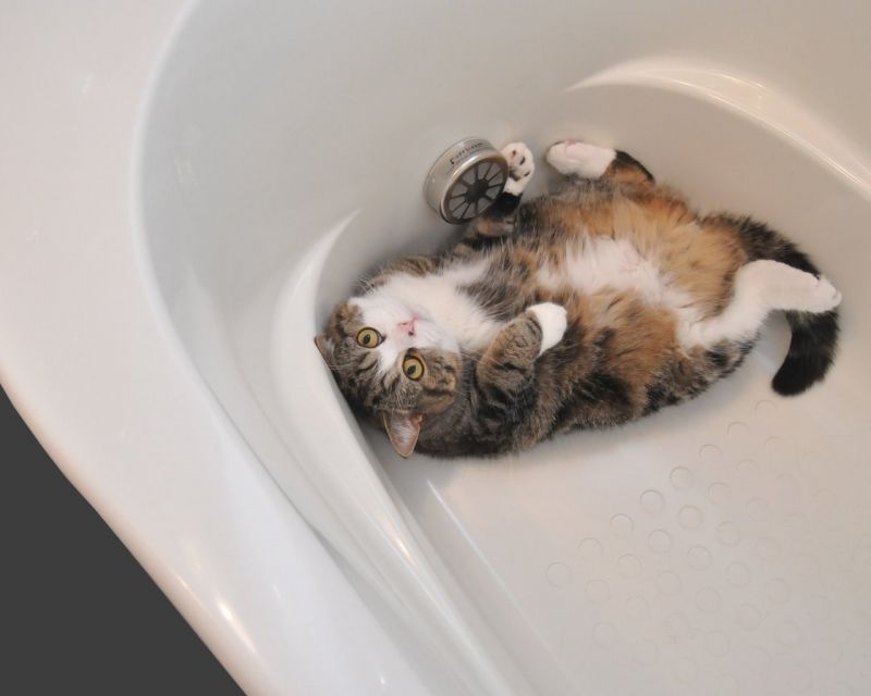 Кот Мару лежит в ванной на спине