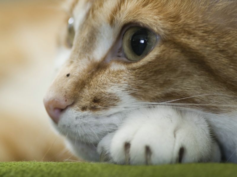 Морда рыжего полосатого кота с большими грустными глазами