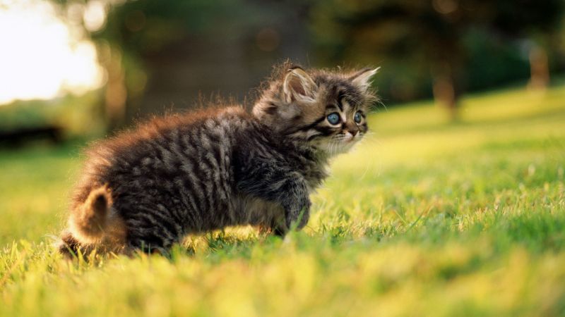 Напуганый котенок с большими голубыми глазами крадется по траве