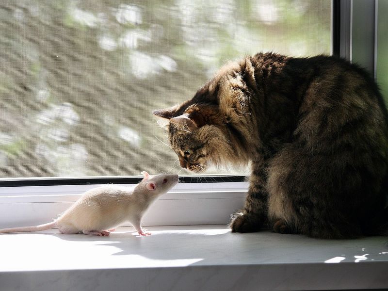 Кот и крыса обнюхивают друг друга