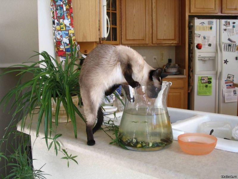 сиамский кот на кухне залезает в аквариум с золотой рыбкой