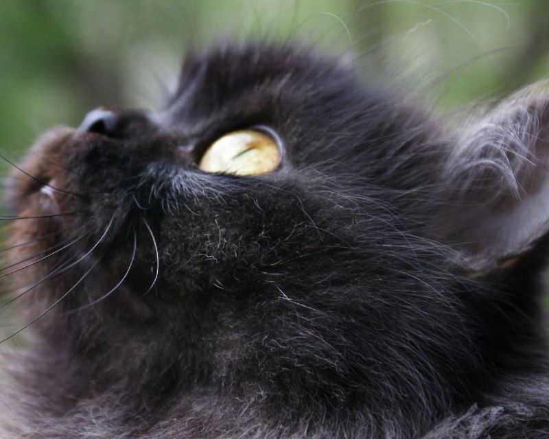 Черный кот смотрит вверх