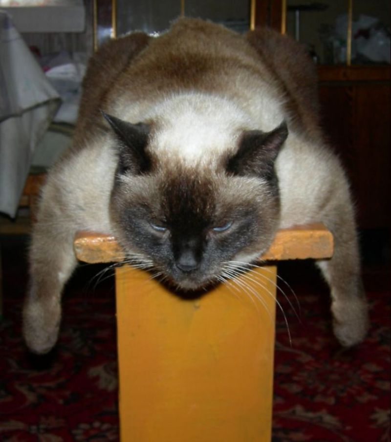 сиамский кот спит на стуле, свесив лапы