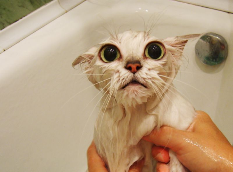 Мокрый кот дико смотрит большими глазами