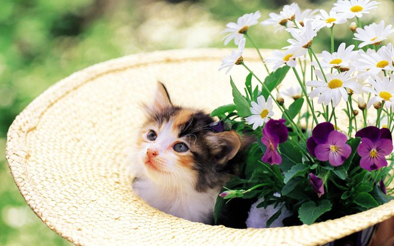 Котёнок в шляпе с цветами
