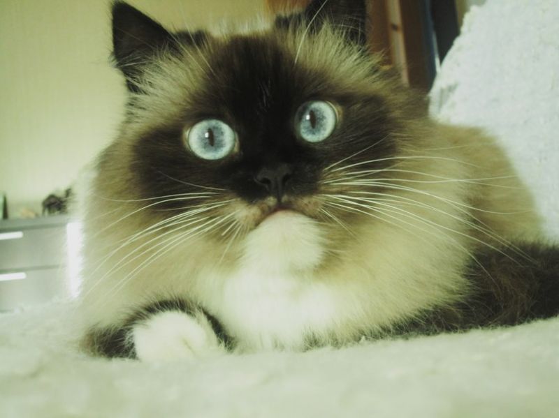 Невский маскарадный кот с удивлёнными глазами