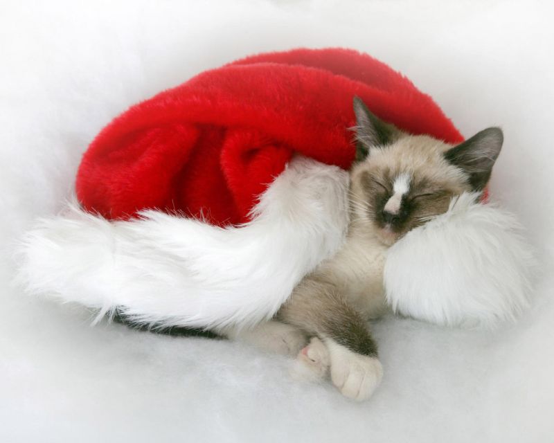 сиамский котенок спит в новогодней шапке