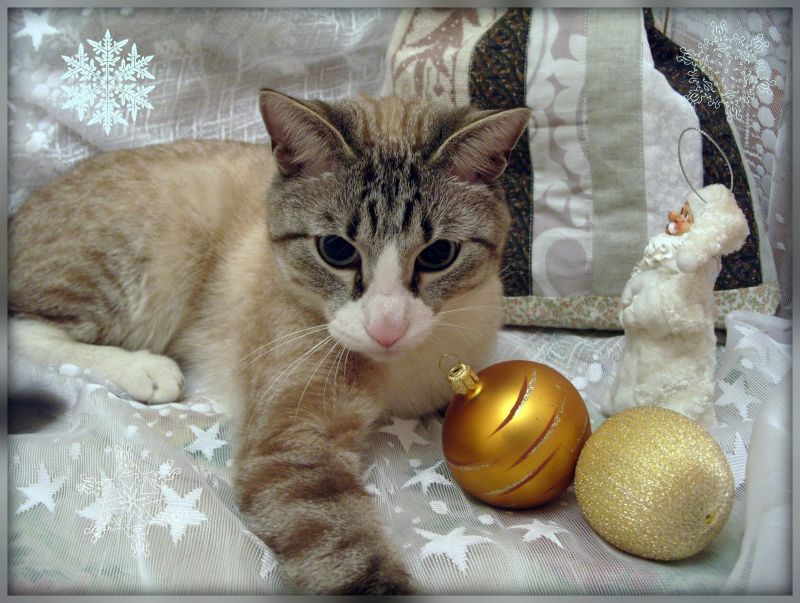 полосатый кот лежит среди новогодних игрушек и снежинок