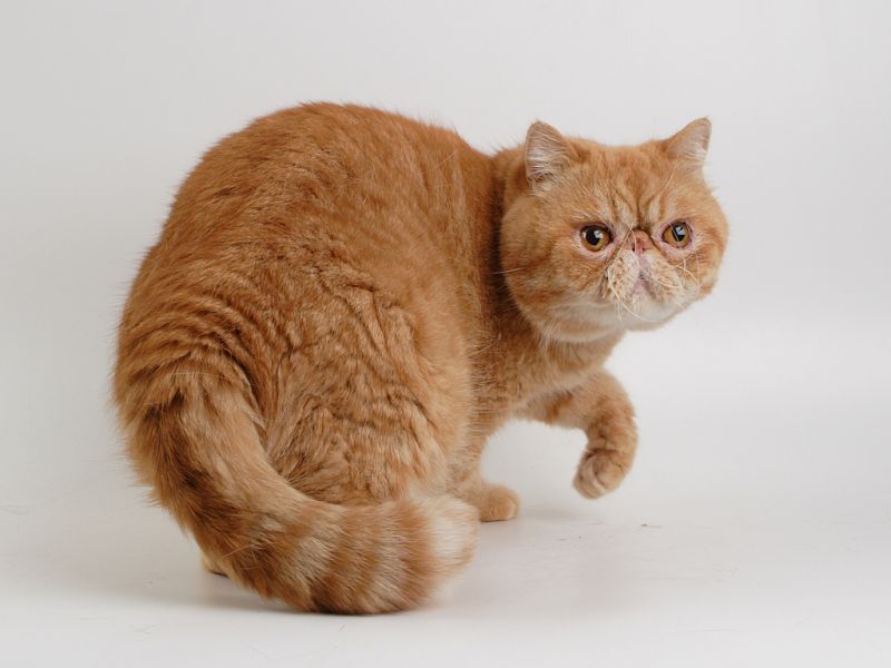 рыжий полосатый кот с плоской мордой оглядывается и поднимает лапу