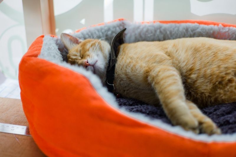 Рыжий кот мило спит на лежанке