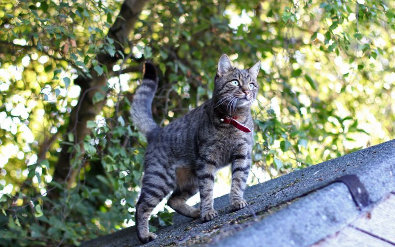 Полосатый кот гуляет по крыше