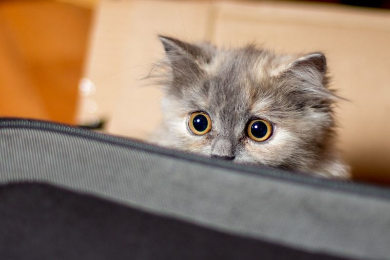 Серый котенок с испугаными глазами