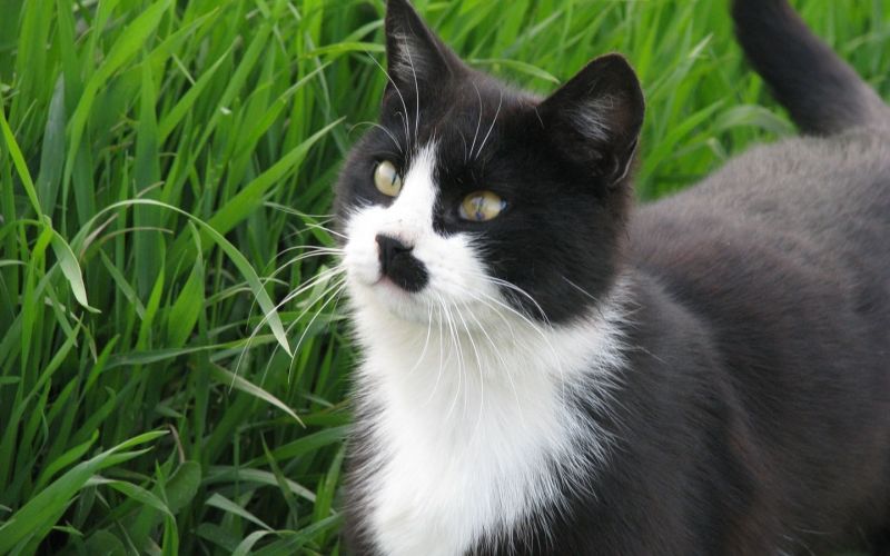Чёрно-белый кот с чёрным пятном на носу гуляет по траве