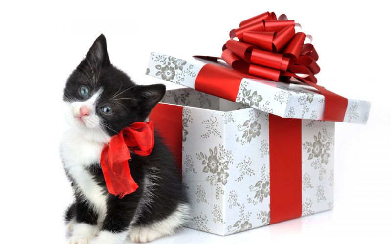 Чёрно-белый котёнок в подарок