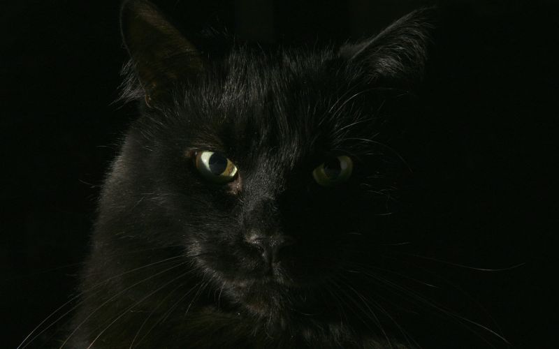 Чёрный-чёрный кот в чёрном-чёрном доме