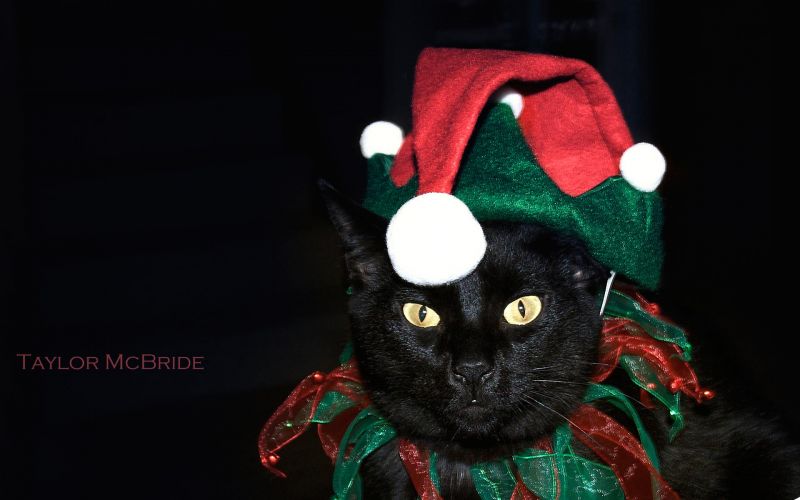 Чёрный кот в наряде джокера