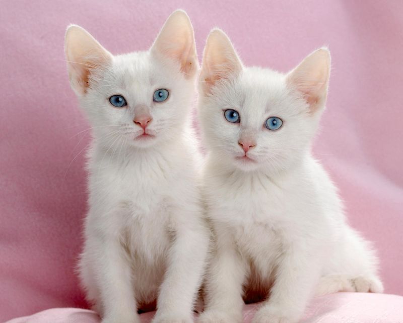 Два белых котенка с голубыми глазами на розовом фоне