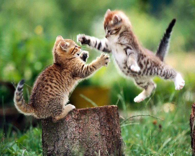 Два полосатых котёнка играют на природе