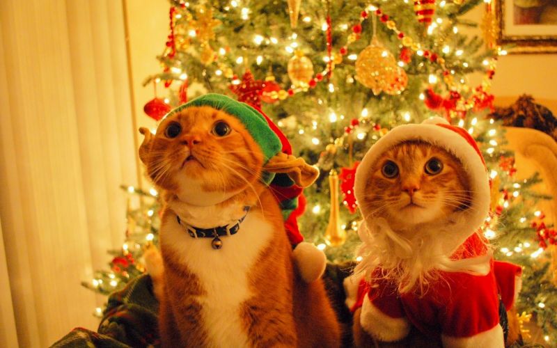 Два рыжих кота в новогодних костюмах - Санта Клаус и Олень