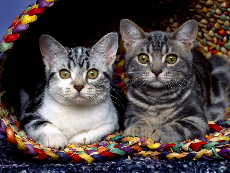 Две полосатые кошки в корзине