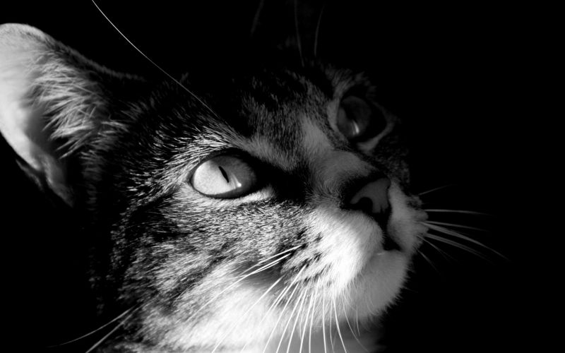 Грустный кот смотрит на свет