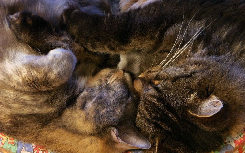 Кот и кошка спят вместе