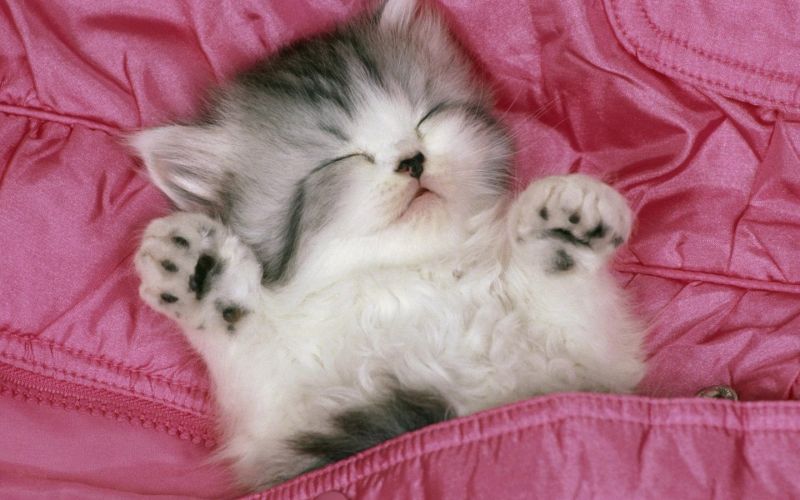 Котёнок мило спит под розовым одеялом