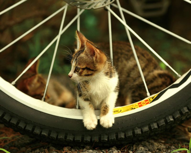 Котёнок пролазит через колесо
