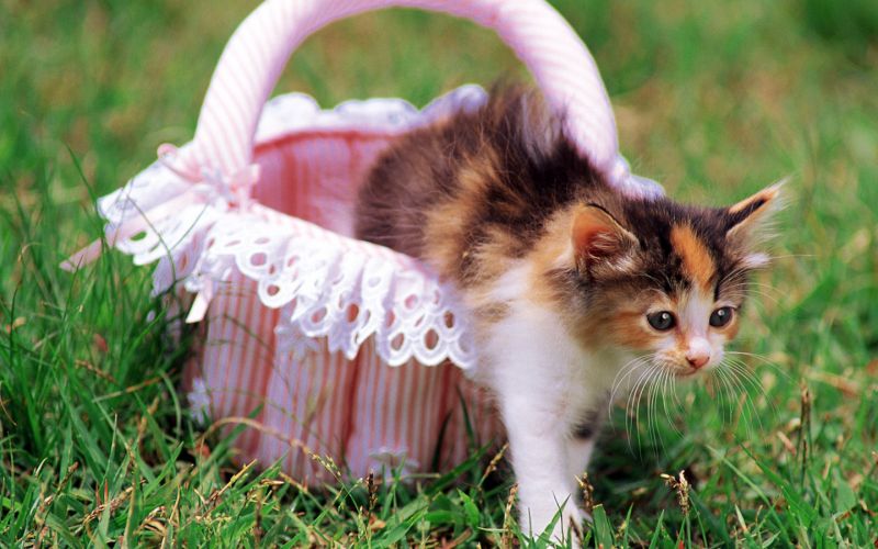 Котёнок выходит из розовой корзиночки