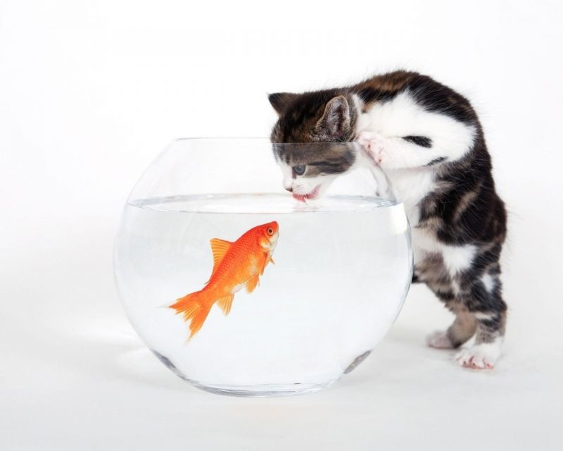 Котёнок заглядывает в аквариум к рыбке