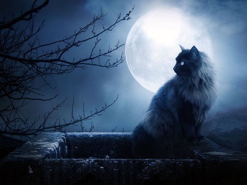 Ночная кошка на фоне луны