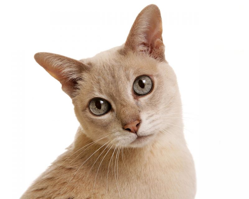Персиковый кот с большими глазами