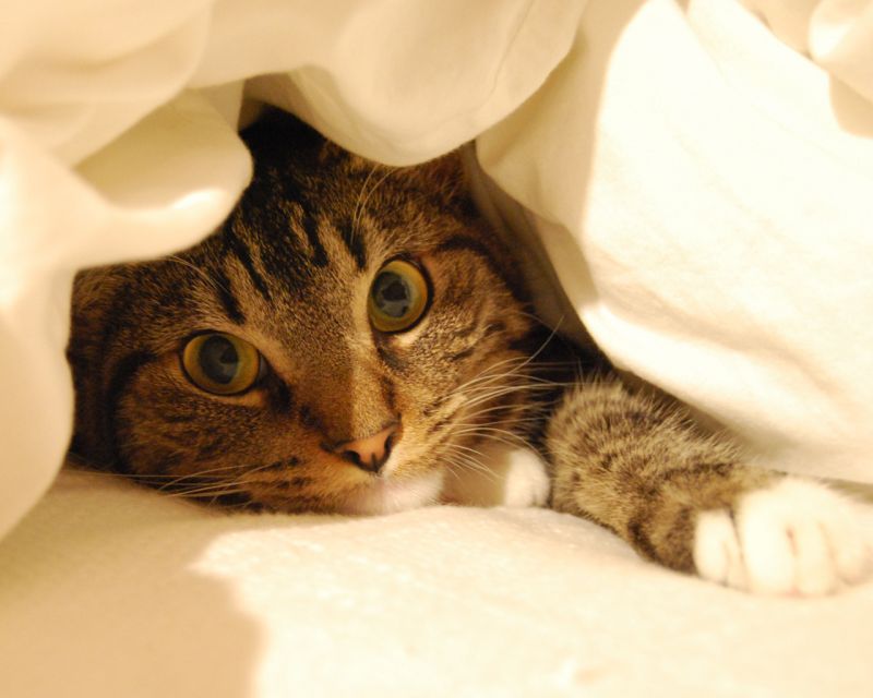 Полосатый кот под одеялом