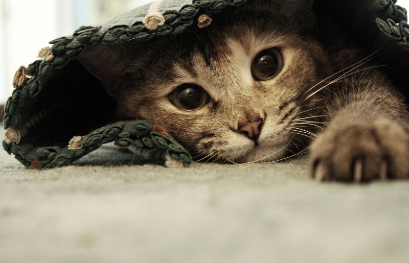 Полосатый кот в ковре