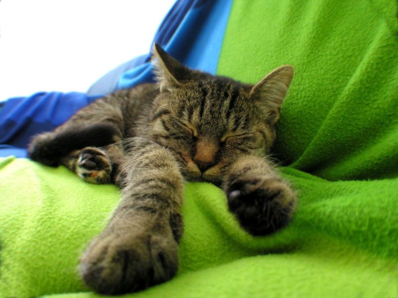 Полосатый кот вытянулся на одеяле