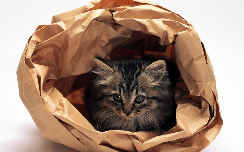 Полосатый котёнок в бумажном пакете