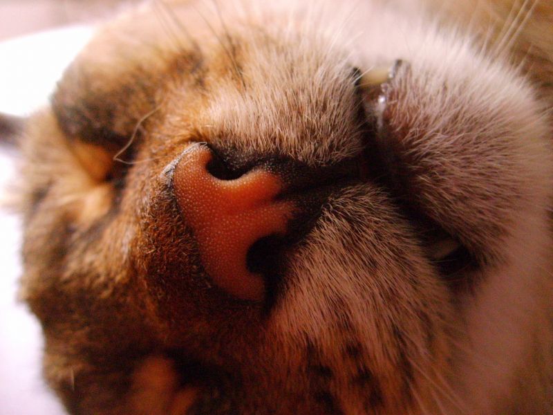 Влажный нос у кошки. Нос кота. Кошачий носик.