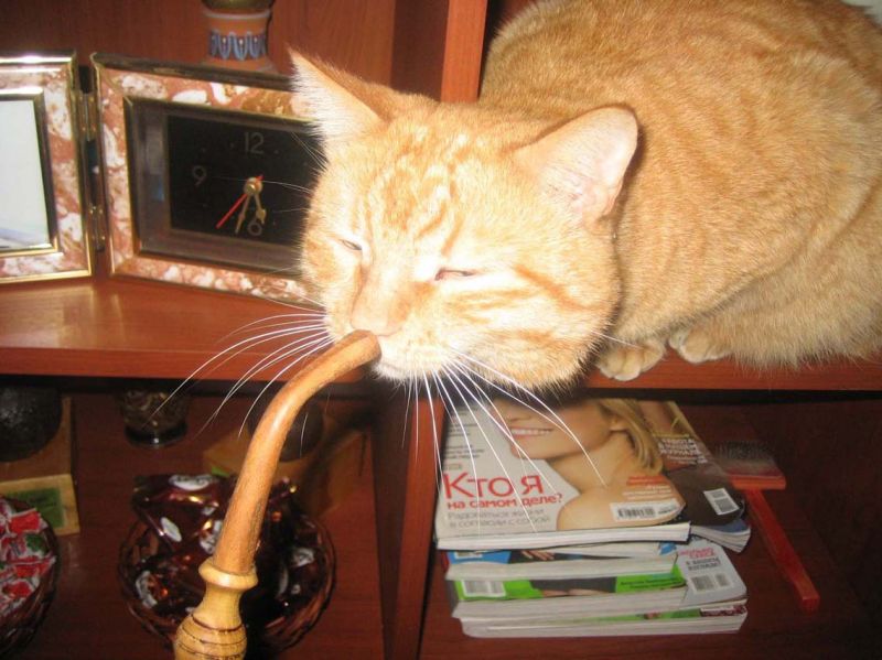 Рыжий кот курит кальян