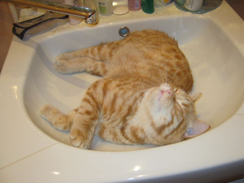 Рыжий кот наслаждается отдыхом в раковине