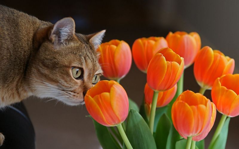 Рыжий кот нюхает тюльпаны
