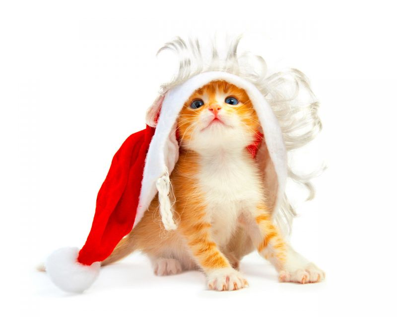 Рыжий котёнок - Санта Клаус